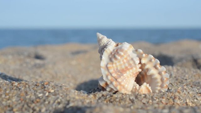 Sea cockleshells on the beach.
