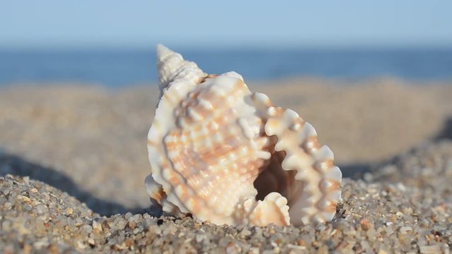 Sea cockleshells on the beach.