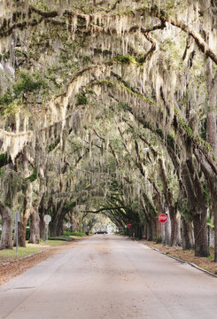 Live Oaks in Saint Augustine, Florida