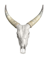 Fototapeta premium horned animal skull