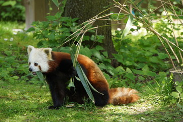 Kleiner Panda (Ailurus fulgens) frisst Bambusblätter