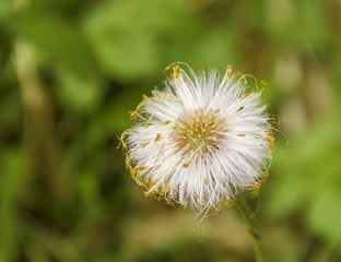 forest flower closeup