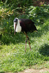 Wollhalsstorch (Ciconia episcopus)