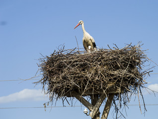 Stork's nest, natural stork's nest, puppies and stork's nest, stork pictures on the roof,
