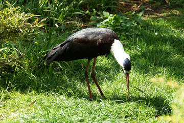 Wollhalsstorch (Ciconia episcopus)