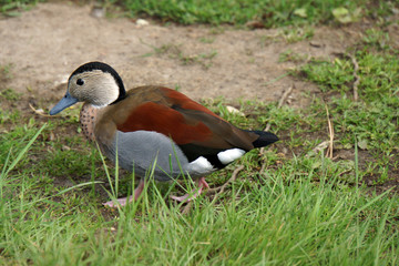 Punaente (Spatula puna)