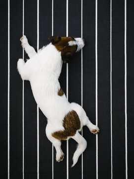 Cute dog relaxing on a striped carpet