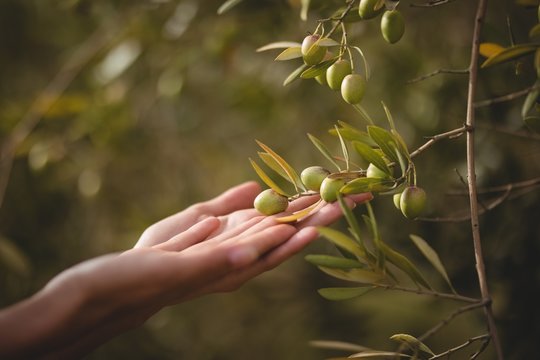 Hands of woman touching olive tree at farm