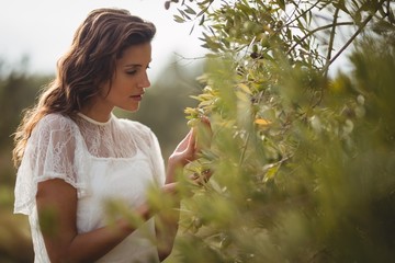 Schöne junge Frau, die Olivenbaum am Bauernhof hält