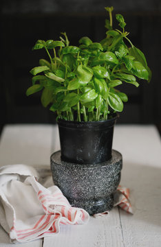 Basil plant