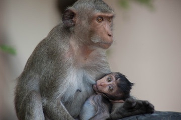 Fototapeta premium 可愛いサル