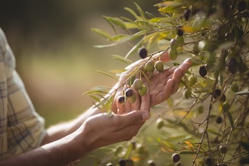 Mid section of man touching olives growing at farm