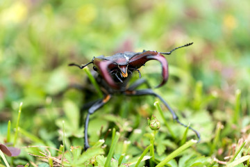 Head of stagbeetle