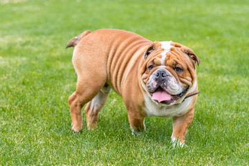 Cute English bulldog