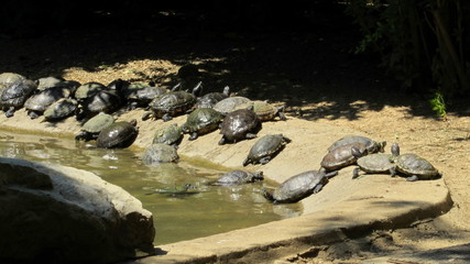 Famiglia di tartarughe