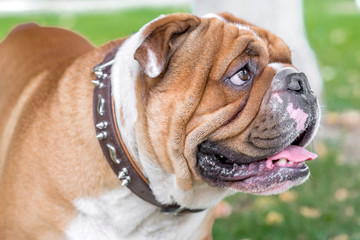 Fototapeta premium English bulldog portrait