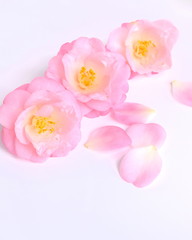 ピンクのツバキの花