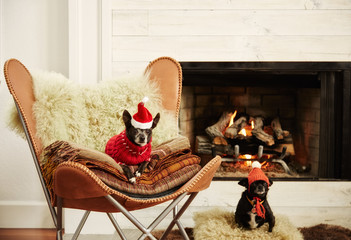 Two Chihuahua dogs in front of fireplace in living room wearing hats