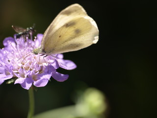 Butterfly on Flower II