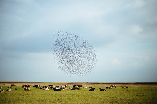 Cows and Horses Staring In A Field with bunch of birds on the sky