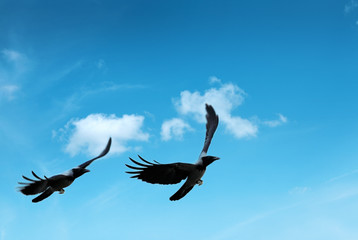 flying crow