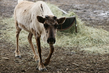 Reindeer