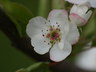 Fototapeta na wymiar Pear Blossoms