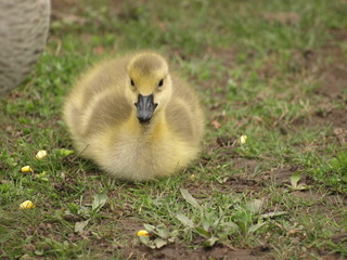 Gosling V
