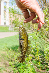 A fisherman holds hand of the line caught freshwater sleeper or firebrand-rotan (Perccottus glenii) 