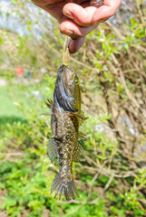 A fisherman holds hand of the line caught freshwater sleeper or firebrand-rotan (Perccottus glenii) 