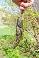A fisherman holds hand of the line caught freshwater sleeper or firebrand-rotan (Perccottus glenii) 