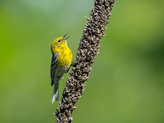 Pine Warbler Calling