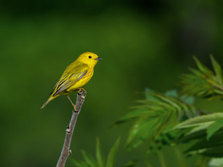 Yellow Warbler