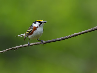 Chestnut-sided Warbler