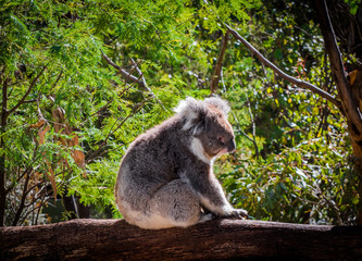 Beautiful animals in Australia