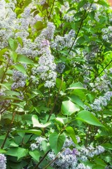 Syringa Lilac in Moscow