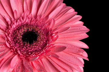 Pink gerbera flowerhead with black background and water droplets