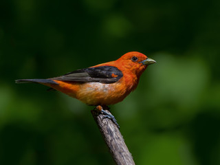 Scarlet Tanager Portrait