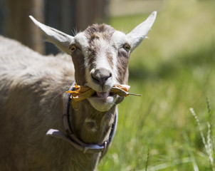 Goat pulling a funny face while eating.