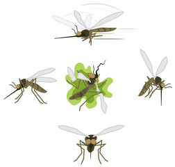 Mosquito Cartoons