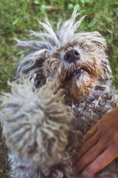 Playful dog laying on grass 