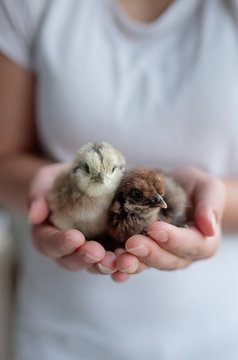 chicks