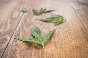 Small marijuana leafs on wood table