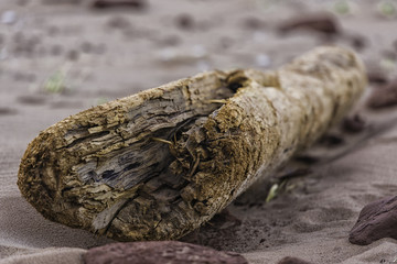 driftwood