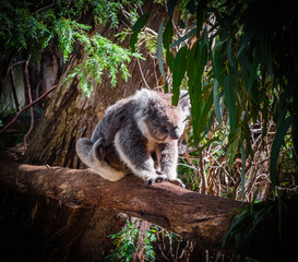 Koala on a tree