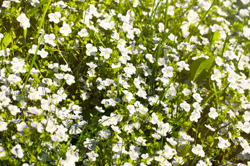 Obraz na płótnie Canvas Veronica filiformis Slender speedwell blooming