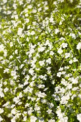Obraz na płótnie Canvas Veronica filiformis Slender speedwell blooming