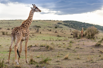Naklejka na ściany i meble Maasai Giraffe in Serengeti Savanah