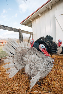 Farm