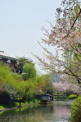 京都　春の宇治川派流